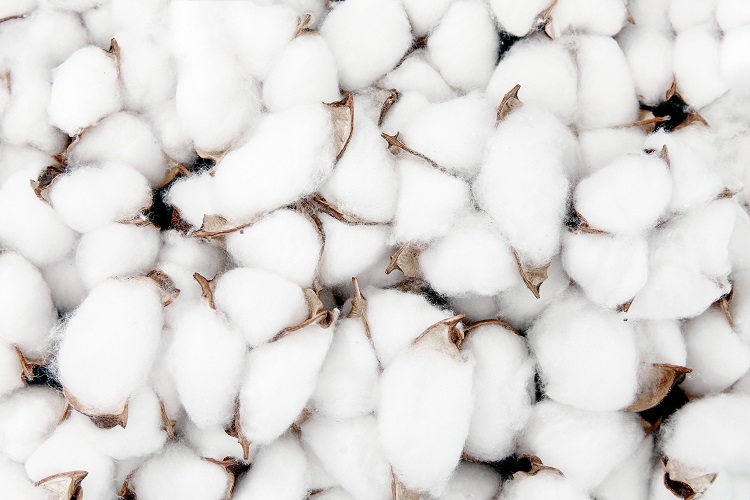 A closeup shot of blooming white cotton flowers